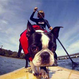 dog-life-jacket-best-options