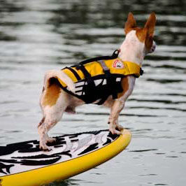 ezydog-best-life-jacket-for-dogs