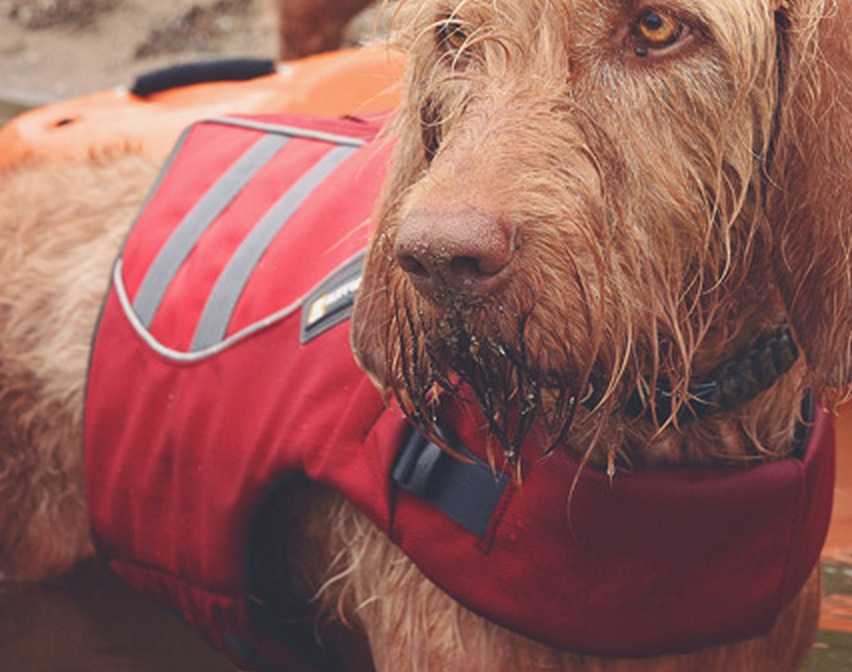 Introducing a Dog to Boating On the Lake