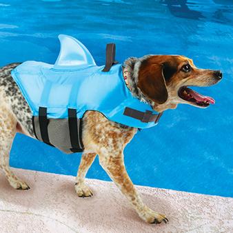 pitbull life jacket