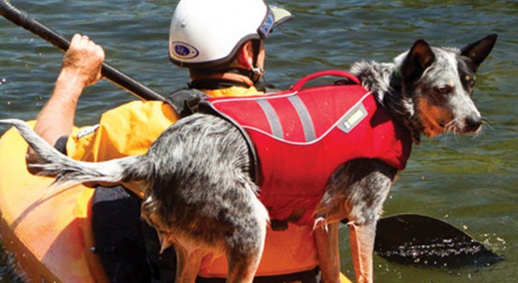 IS IT SAFE FOR DOGS TO SWIM IN LAKES