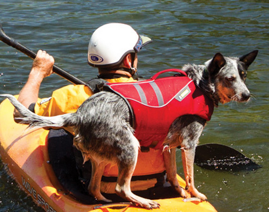 IS IT SAFE FOR DOGS TO SWIM IN LAKES