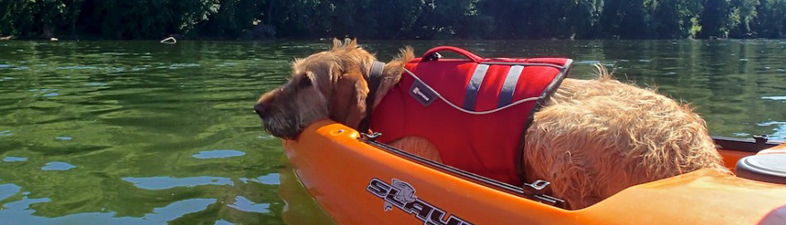 Dog Life Vest