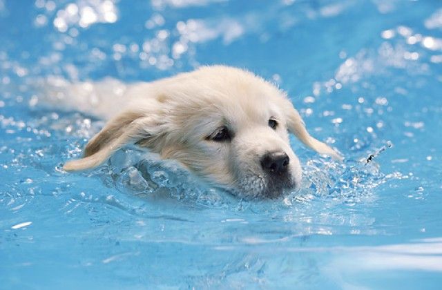 How to teach a puppy to swim