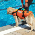 Is it ok for dogs to swim in chlorine pools