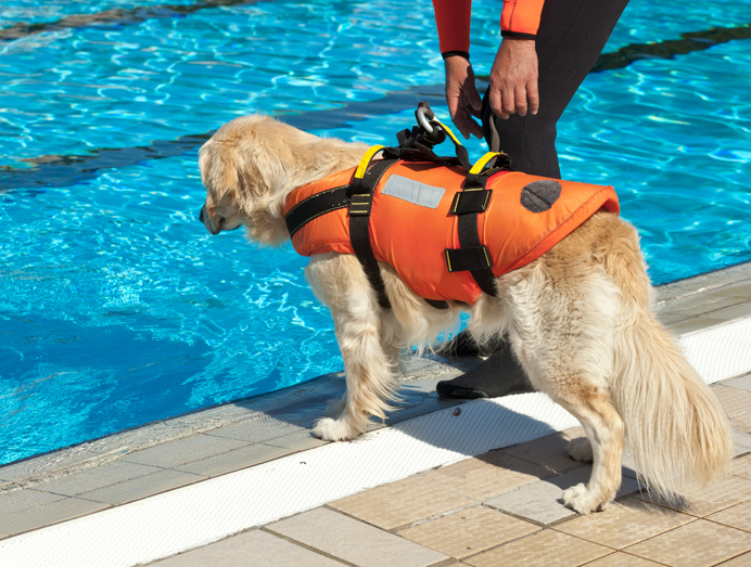 Is it ok for dogs to swim in chlorine pools