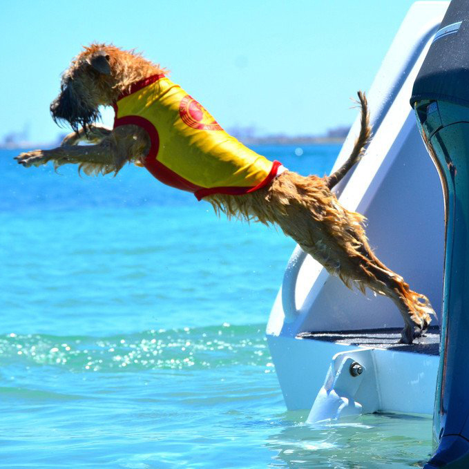 What age to teach a puppy to swim