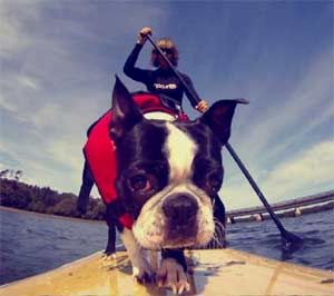 Best Dog Life Jacket for Puppies and Small Dogs