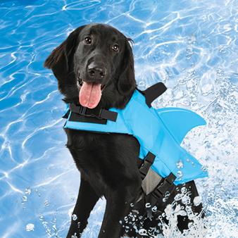How To Teach A Dog To Swim In A Pool