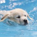 How to teach a puppy to swim