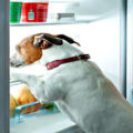 Which foods can dogs eat and not eat